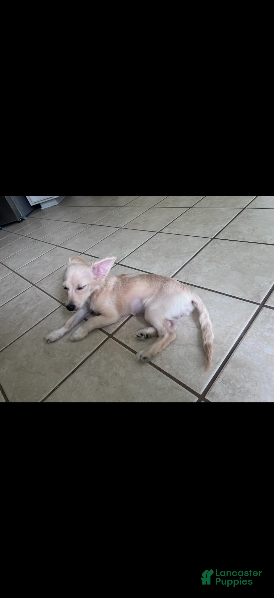 Mixed Breed dogs for sale: maxie - Ad 2