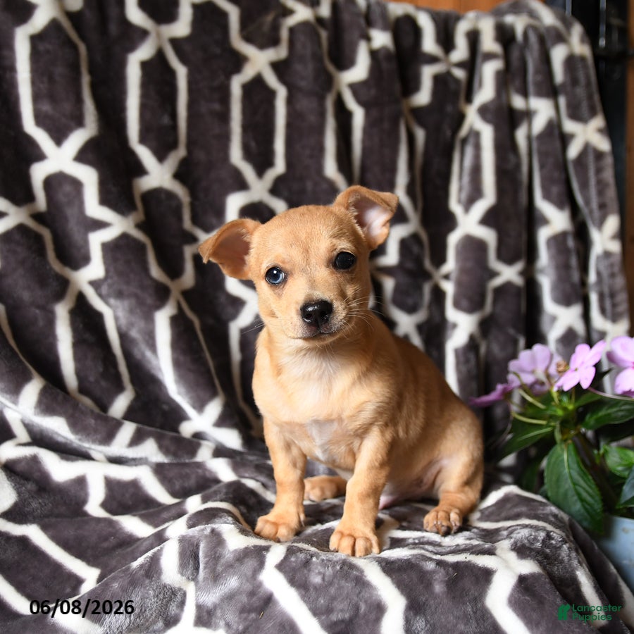 Chihuahua dogs Leo - Ad 1