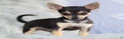 Chihuahua dogs for sale: Phoenix - Ad 1