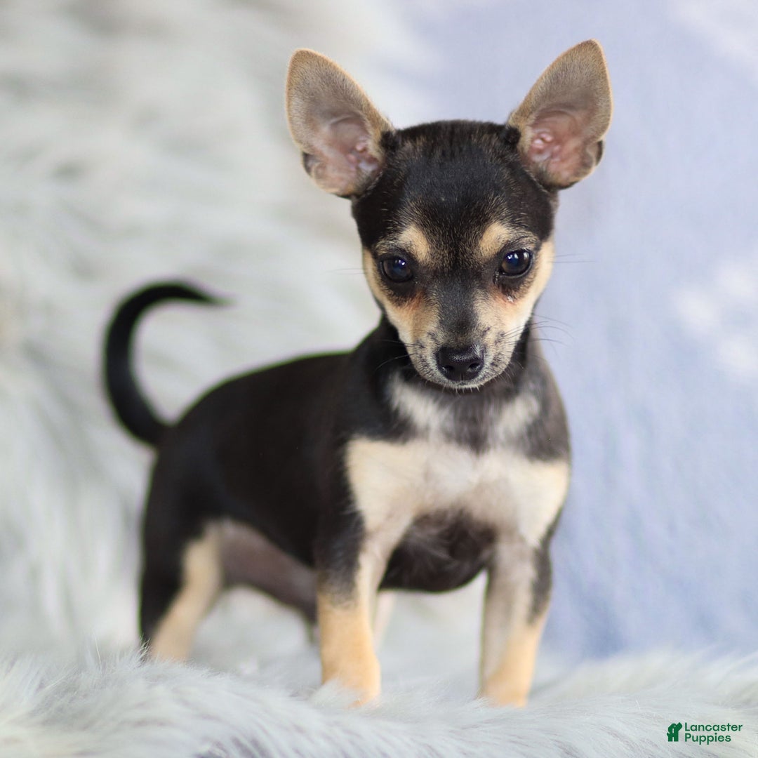 Chihuahua dogs for sale: Phoenix - Ad 1