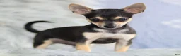 Chihuahua dogs for sale: Phoenix - Ad 16
