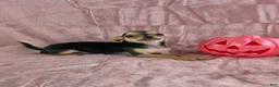 Chihuahua dogs for sale: Delilah - Ad 6