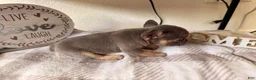 French Bulldog dogs for sale: French Bulldog 1 - Ad 5