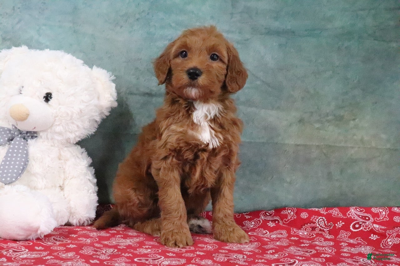 Mini Goldendoodle dogs Derbie - Ad 2