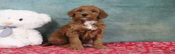 Mini Goldendoodle dogs for sale: Derbie - Ad 2