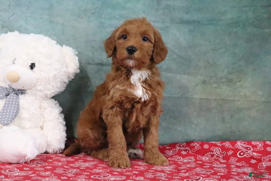 Mini Goldendoodle dogs for sale: Derbie - Ad 2