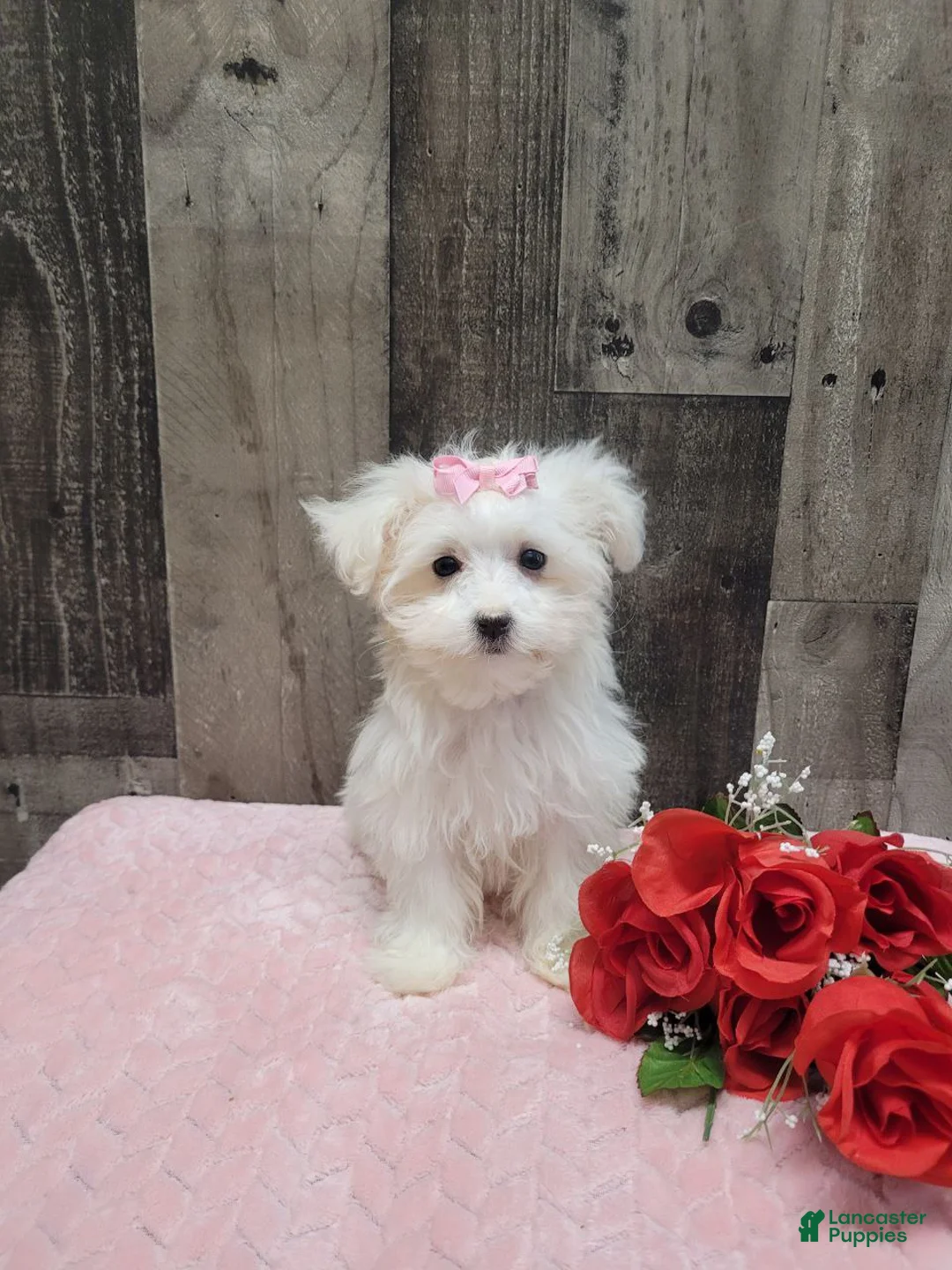 Maltese dogs for sale: Pearl - Ad 2