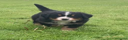 Bernese Mountain Dog dogs for sale: Hazel  - Ad 6