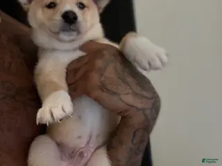 Shiba Inu dogs for sale: Chan - Ad 3