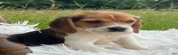 Beagle dogs for sale: Addie - Ad 14