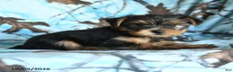 Yorkshire Terrier dogs for sale: Greg - Ad 5