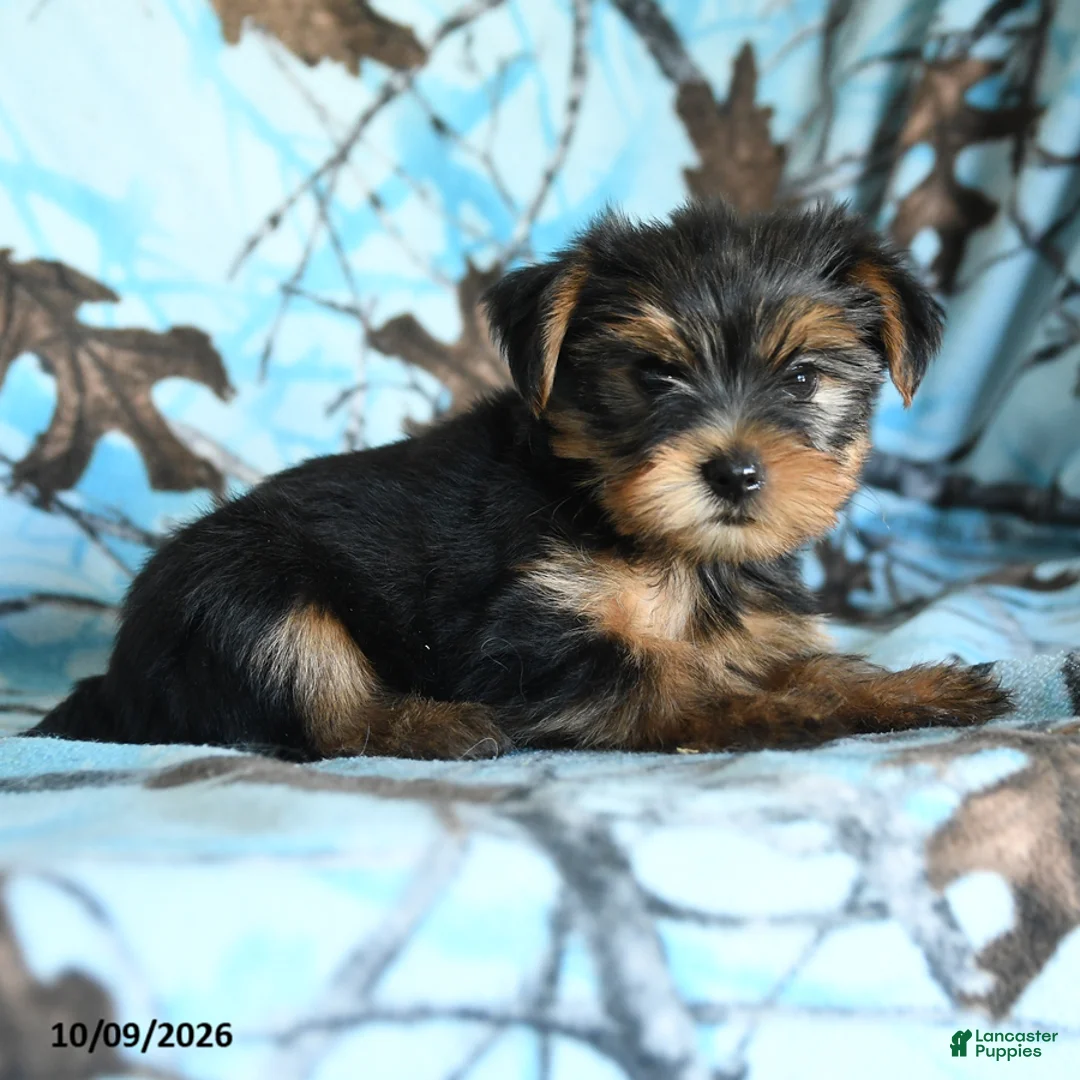 Yorkshire Terrier dogs for sale: Greg - Ad 5