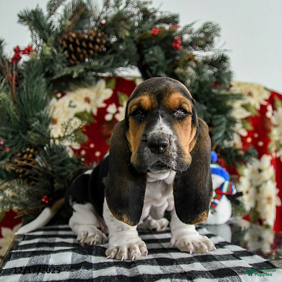 Basset Hound dogs Fido - Ad 15