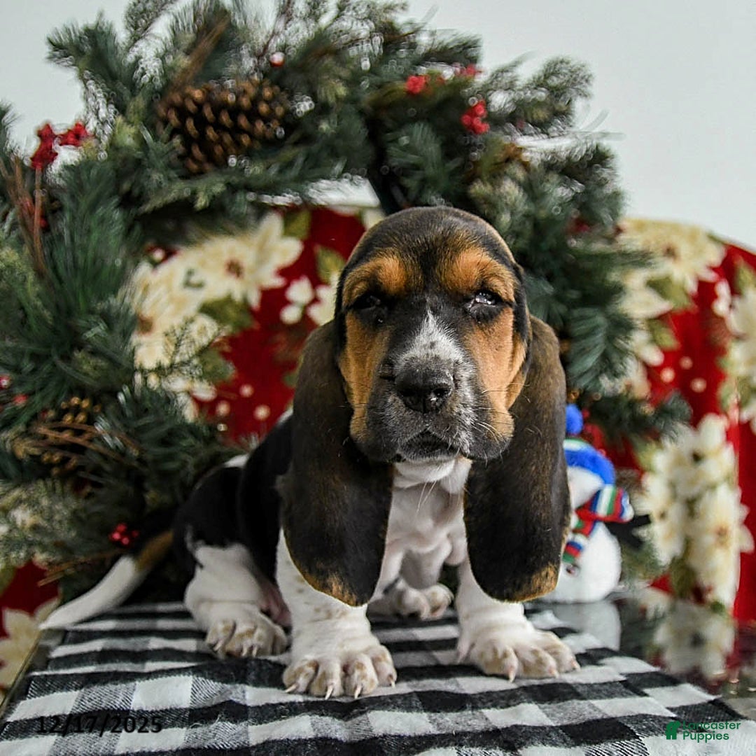 Basset Hound dogs for sale: Fido - Ad 1