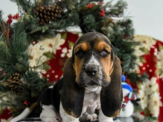 Basset Hound dogs Fido - Ad 15