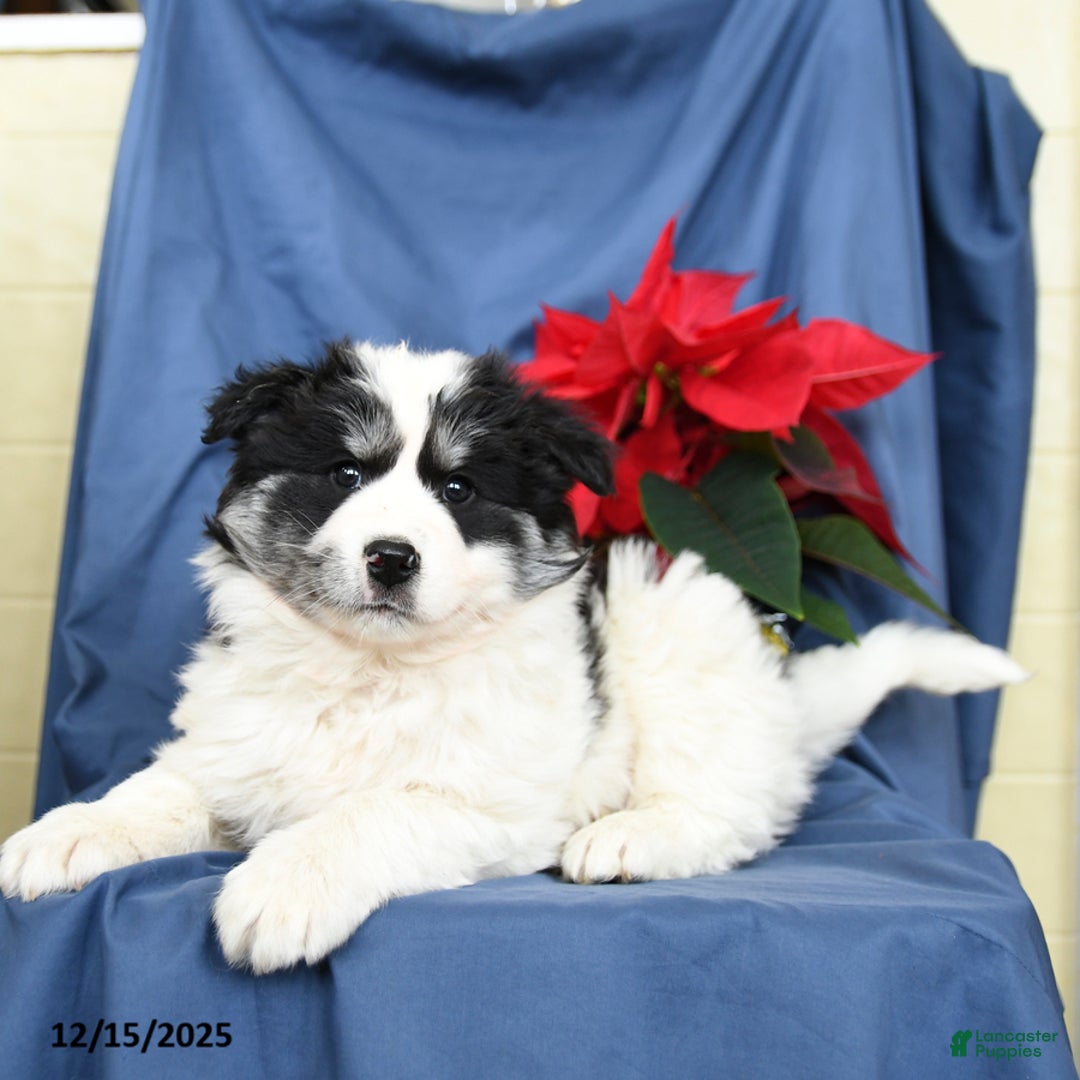 Mixed Breed dogs for sale: Colby - Ad 4