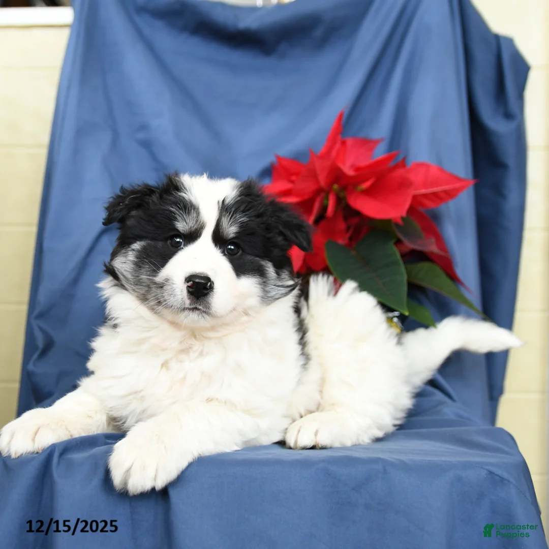 Mixed Breed dogs for sale: Colby - Ad 4