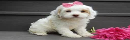 Cockapoo dogs for sale: Summer - Ad 8