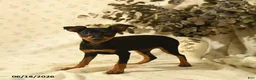Miniature Pinscher dogs for sale: Phoenix - Ad 3