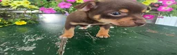 Chihuahua dogs for sale: Tyler - Ad 10
