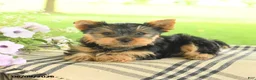 Yorkshire Terrier dogs for sale: Chocolate - Ad 4