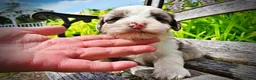 Havapoo dogs for sale: Sadie - Ad 4