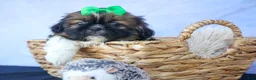 Shih Tzu dogs for sale: RUSTY - Ad 15