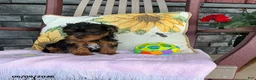 Yorkiepoo dogs for sale: Banjo - Ad 6