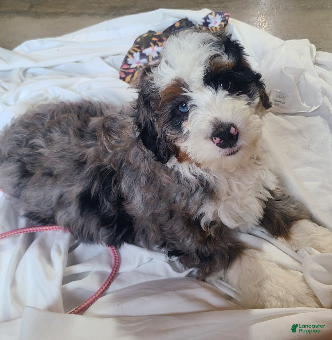 Mini Bernedoodle dogs Charlie - Ad 1