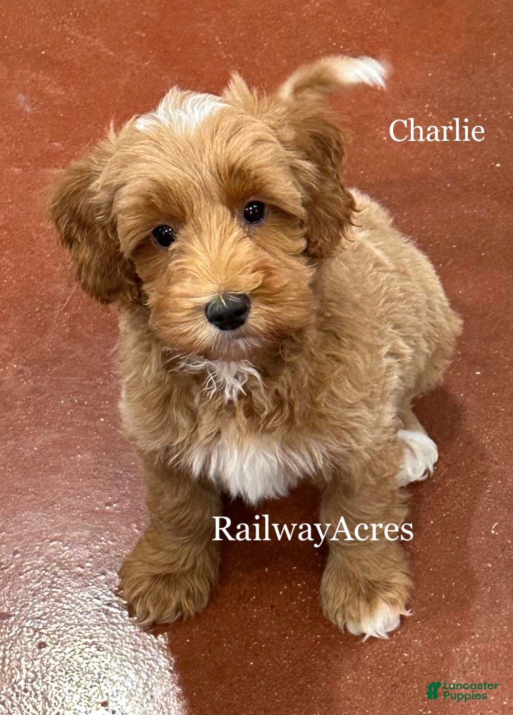Goldendoodle dogs Charlie - Ad 25