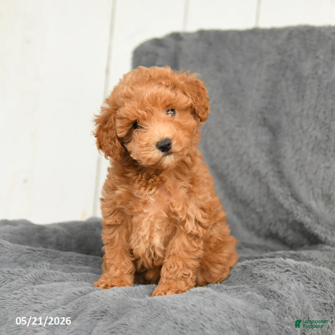 Toy Poodle dogs for sale: Lulu - Ad 2