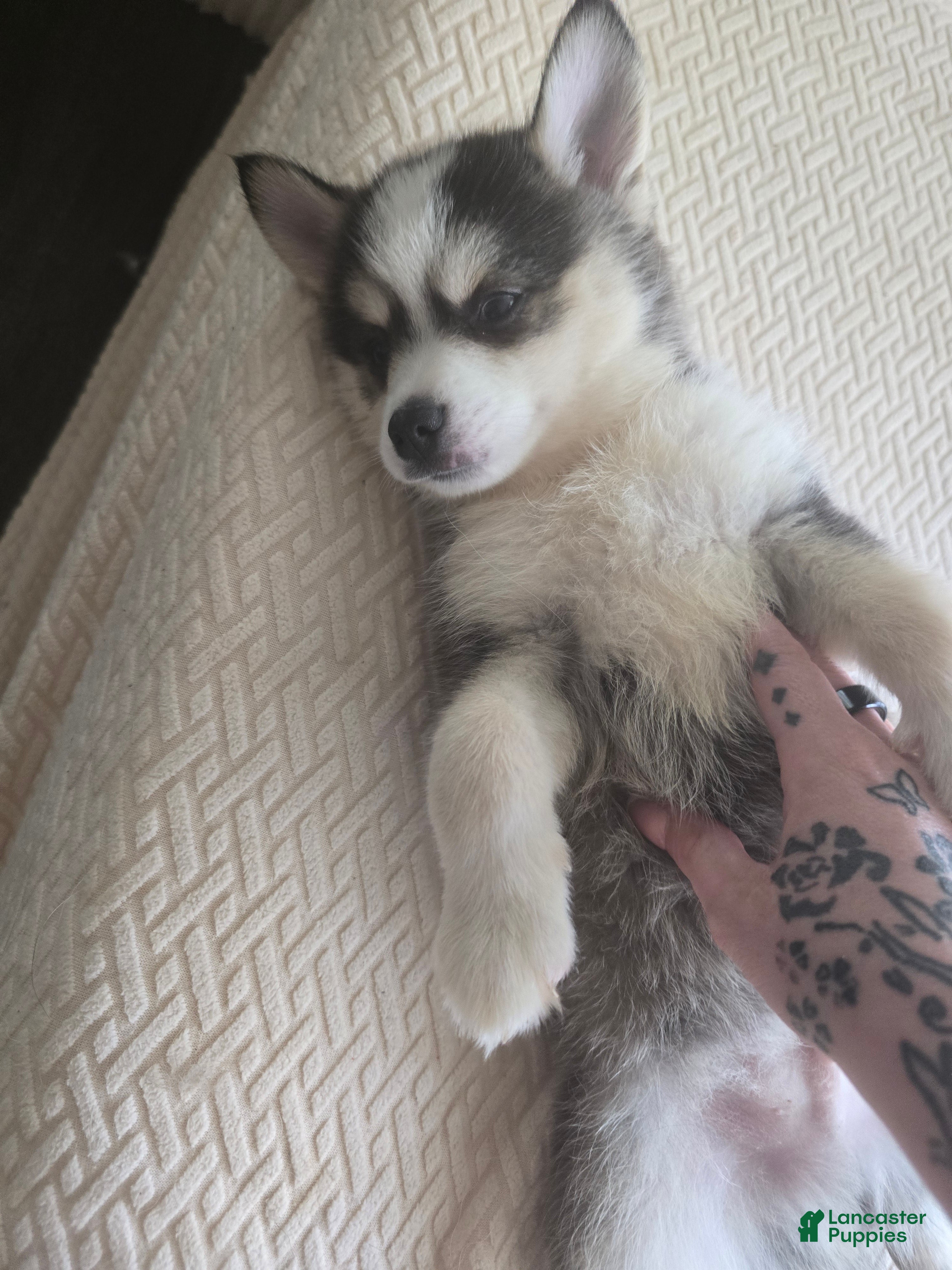Pomsky dogs Draco  - Ad 34