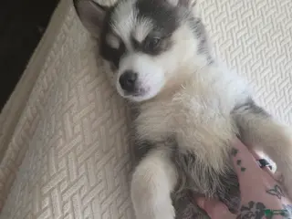 Pomsky dogs Draco - Ad 34