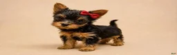 Yorkshire Terrier dogs for sale: Eli - Ad 1
