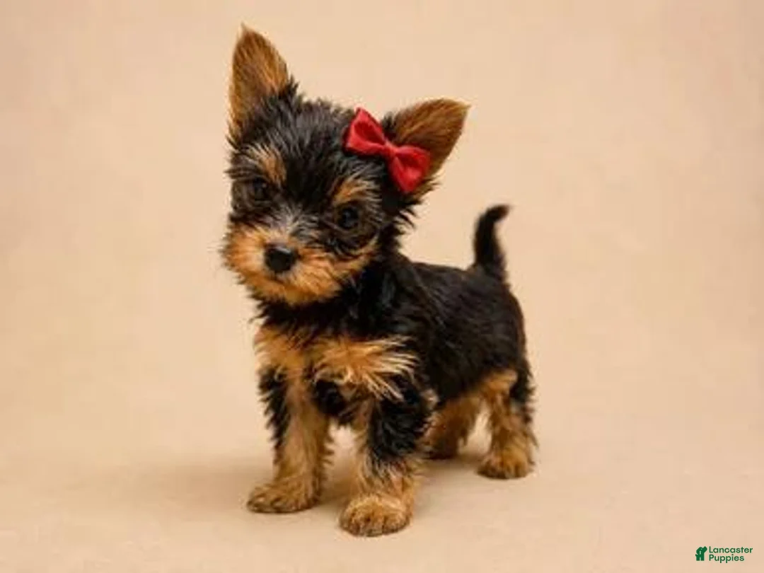 Yorkshire Terrier dogs for sale: Eli - Ad 1