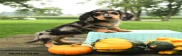 Miniature Dachshund dogs for sale: Pumpkin - Ad 1