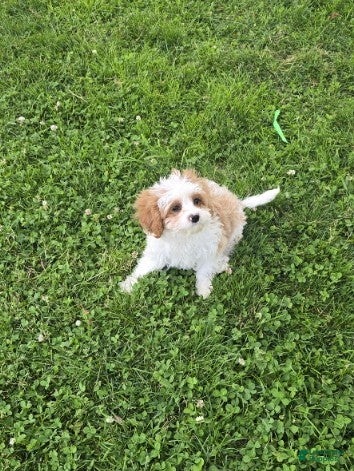 Cavapoo dogs Amos - Ad 2