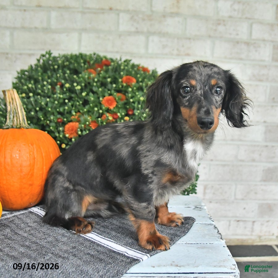 Miniature Dachshund dogs Chief - Ad 2
