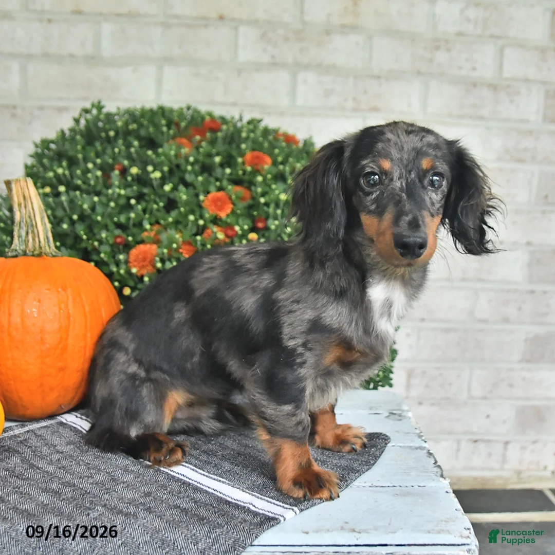 Miniature Dachshund dogs for sale: Chief - Ad 2