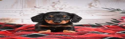Miniature Dachshund dogs for sale: AKC-Elvis - Ad 10