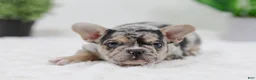 French Bulldog dogs for sale: Gus - Ad 7