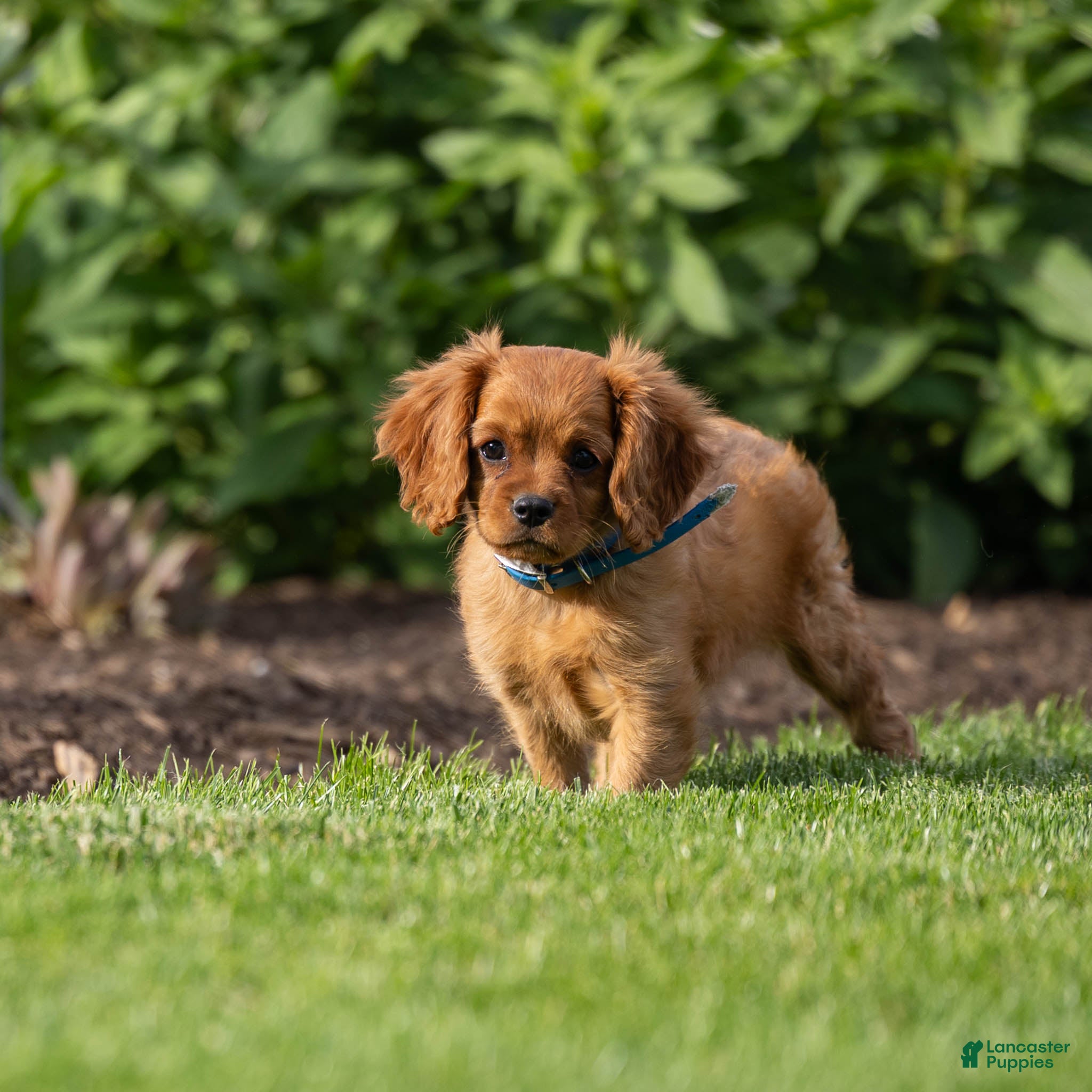 Cavalier King Charles Spaniel dogs for sale: Archie Cavalier King Charles Spaniel Puppy  - Ad 5