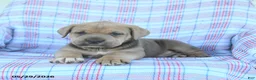 Cane Corso dogs for sale: Leroy - Ad 4