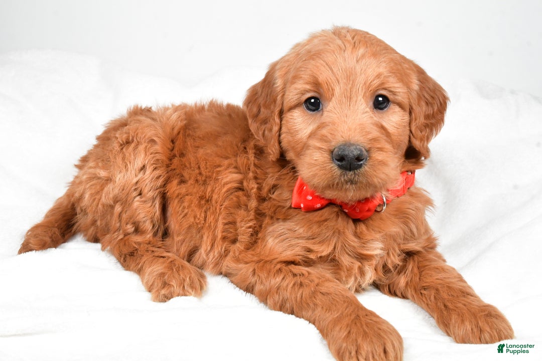 Mini Goldendoodle dogs for sale: Bryson - Ad 3