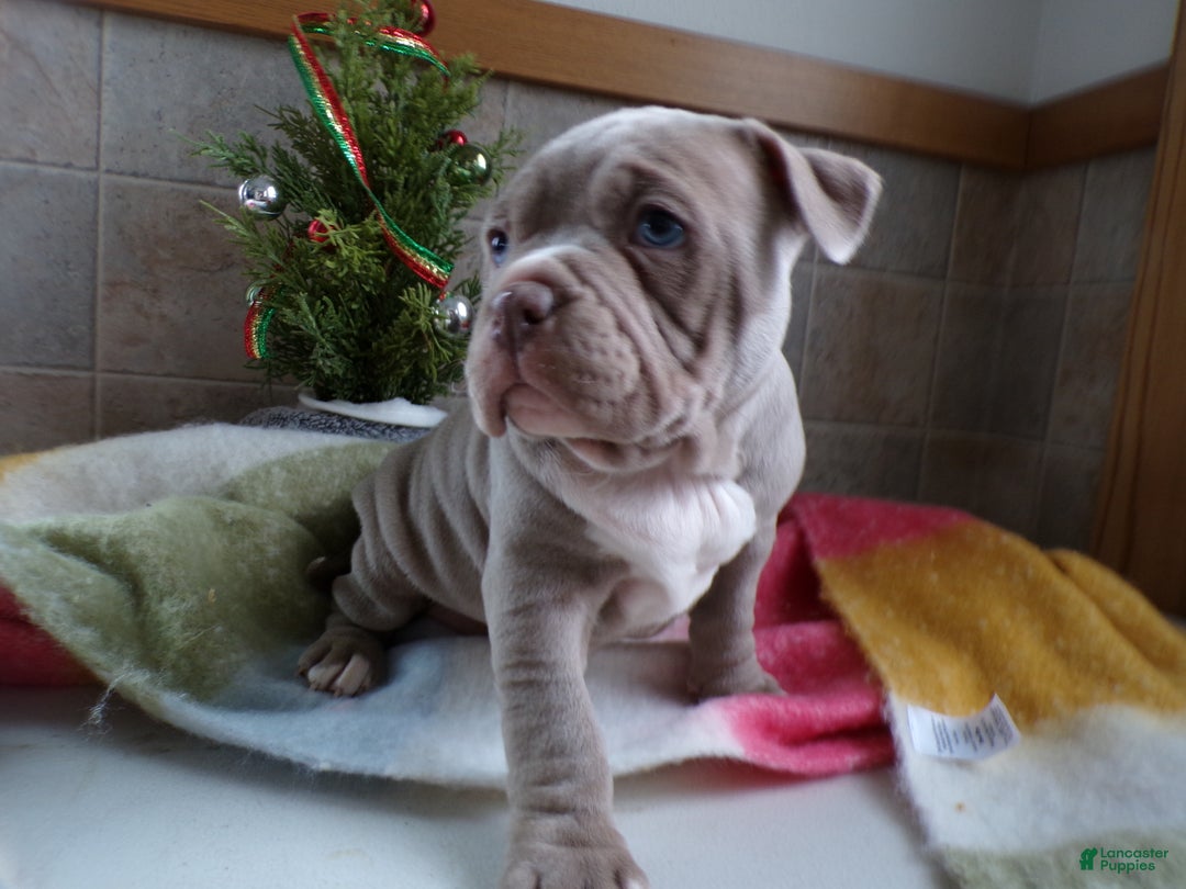 American Bully dogs for sale: American Bully Puppy 1 Zoey - Ad 4