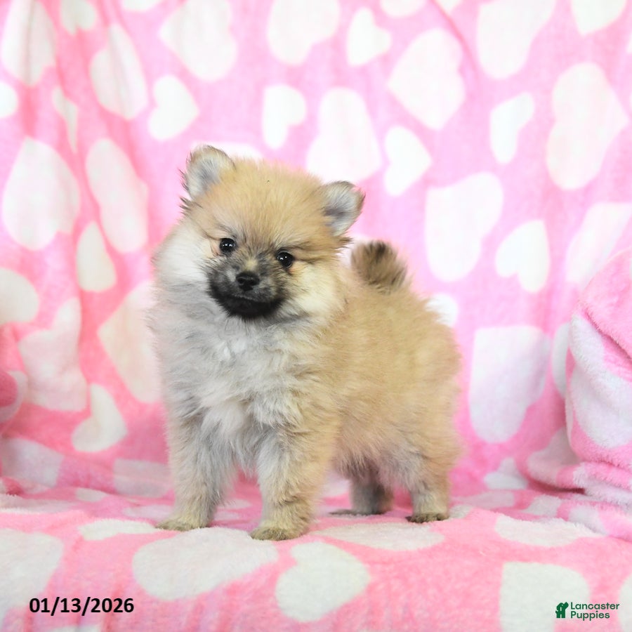 Pomeranian dogs Rover - Ad 7