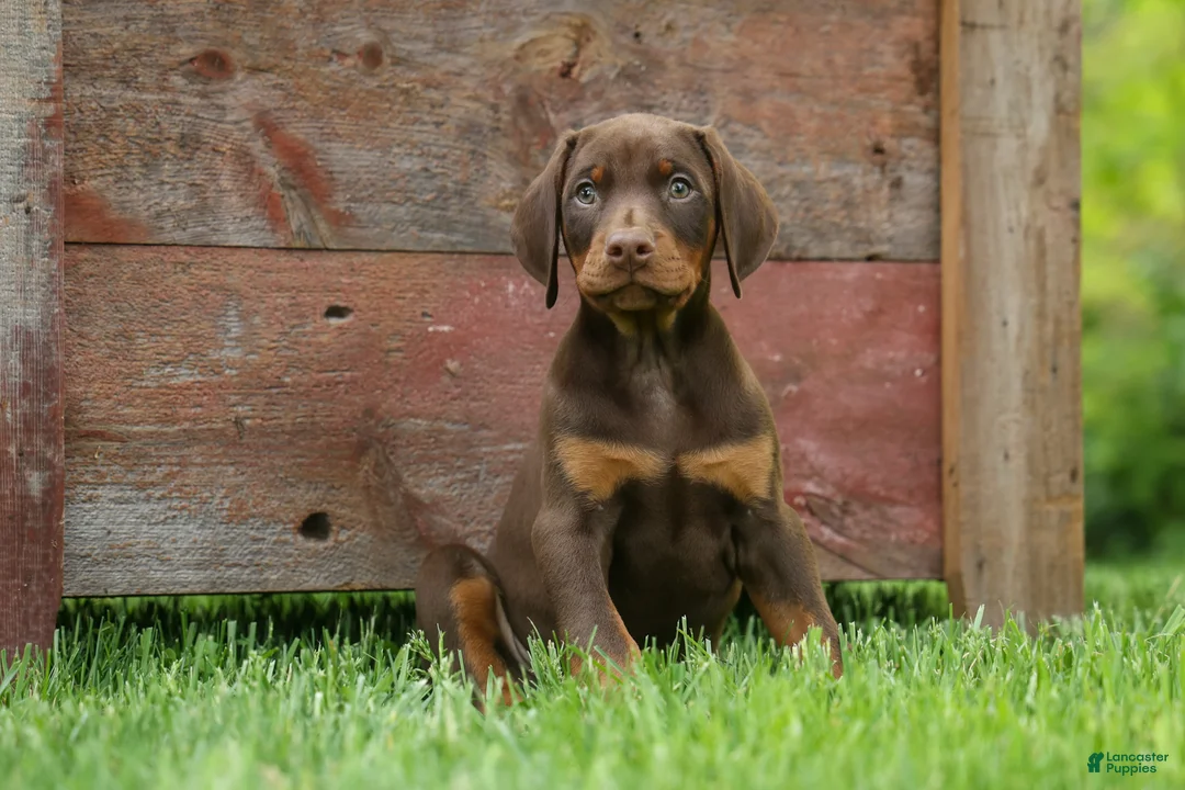 Doberman Pinscher dogs for sale: Dash (Red Rust) 🐶 - Ad 1