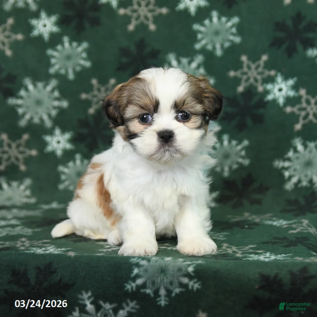 Shih Tzu dogs for sale: Lucky - Ad 1