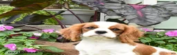 Cavalier King Charles Spaniel dogs for sale: Braden - Ad 3