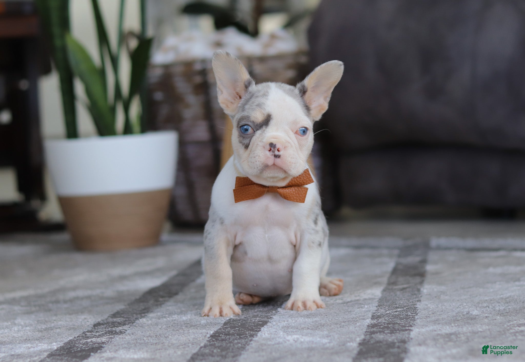 French Bulldog dogs Bella - Ad 2